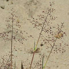 Dichanthelium acuminatum