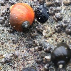 Littorinimorpha