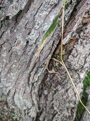Elymus curvatus