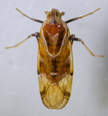 Juniperthia producta