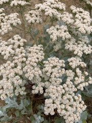 Eriogonum giganteum