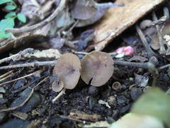 Ciborinia camelliae