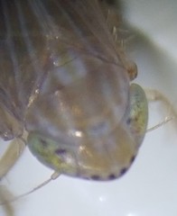 Graminella plana
