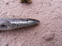 Notomabuya frenata