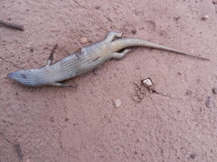 Notomabuya frenata