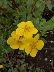 Dasiphora fruticosa