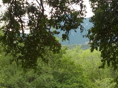 Pitangus sulphuratus