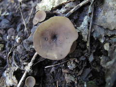 Ciborinia camelliae