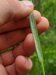 Torreyochloa pallida