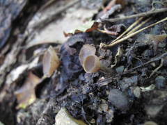 Ciborinia camelliae