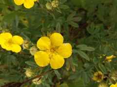 Dasiphora fruticosa
