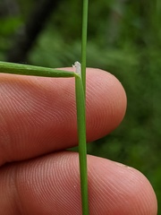 Torreyochloa pallida