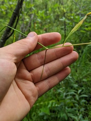 Torreyochloa pallida