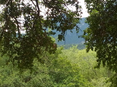 Pitangus sulphuratus