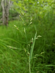 Torreyochloa pallida