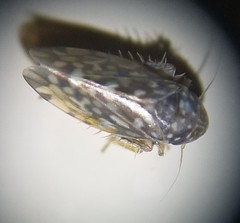 Xestocephalus superbus