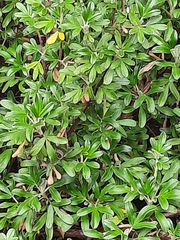 Polylepis racemosa