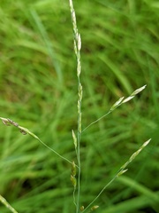 Torreyochloa pallida
