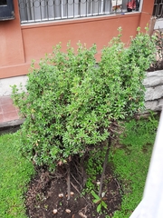 Polylepis racemosa