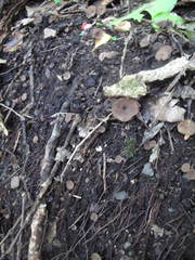 Ciborinia camelliae
