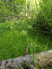Torreyochloa pallida