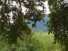 Pitangus sulphuratus