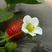 Garden Strawberry - Photo (c) Himanshu Sarpotdar, some rights reserved (CC BY-NC-ND)