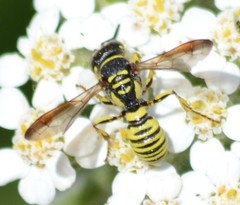 Eucerceris provancheri