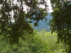 Pitangus sulphuratus