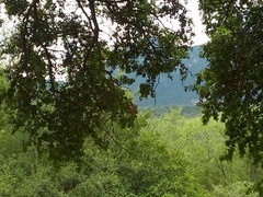 Pitangus sulphuratus