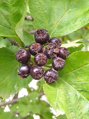 Crataegus chlorosarca