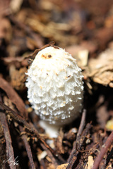 Coprinus comatus