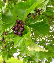 Crataegus chlorosarca