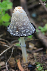 Coprinus comatus