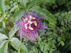 Passiflora cincinnata