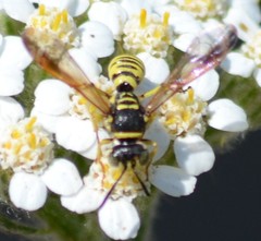 Eucerceris provancheri