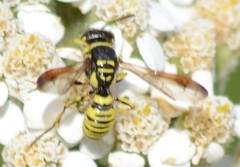 Eucerceris provancheri