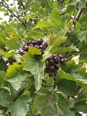 Crataegus chlorosarca