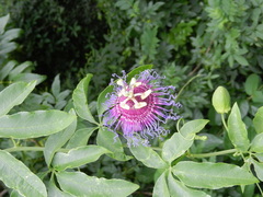 Passiflora cincinnata