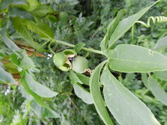 Passiflora cincinnata