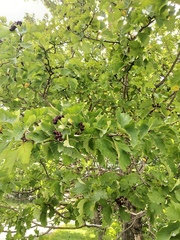 Crataegus chlorosarca