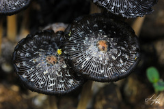 Coprinus comatus