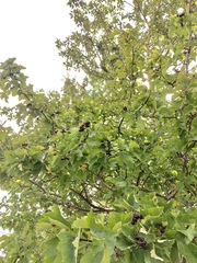 Crataegus chlorosarca