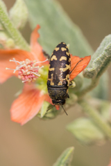 Acmaeodera mixta