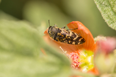 Acmaeodera mixta
