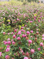 Trifolium pratense