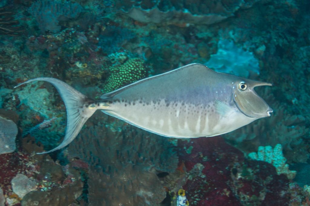 Humpback Unicornfish