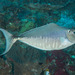 Humpback Unicornfish - Photo (c) Mark Rosenstein, some rights reserved (CC BY-NC), uploaded by Mark Rosenstein