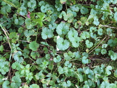 Campaea perlata