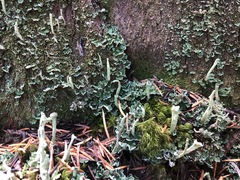 Cladonia sulphurina